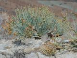 Anabasis truncata