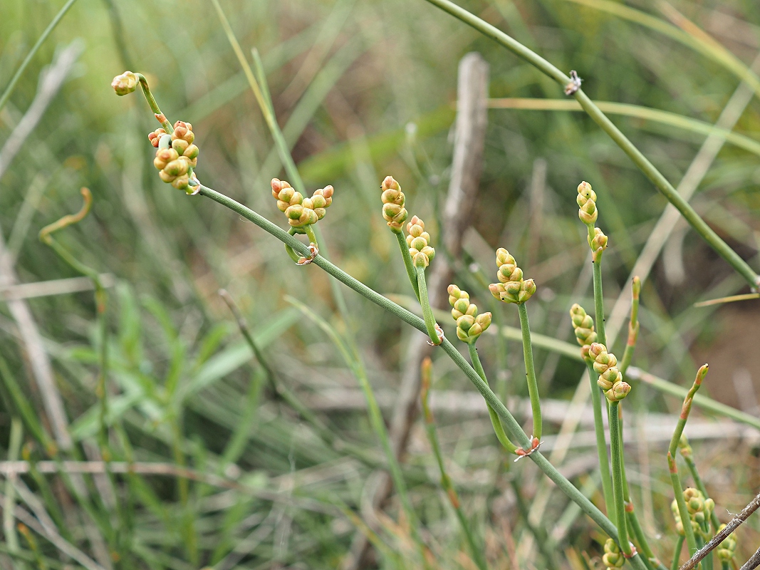 Image of Ephedra distachya specimen.