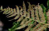 Polystichum setiferum. Верхушка вайи с сорусами (вид на абаксиальную поверхность). Португалия, округ Лиссабон, г. Синтра, в парке. 05.08.2025.