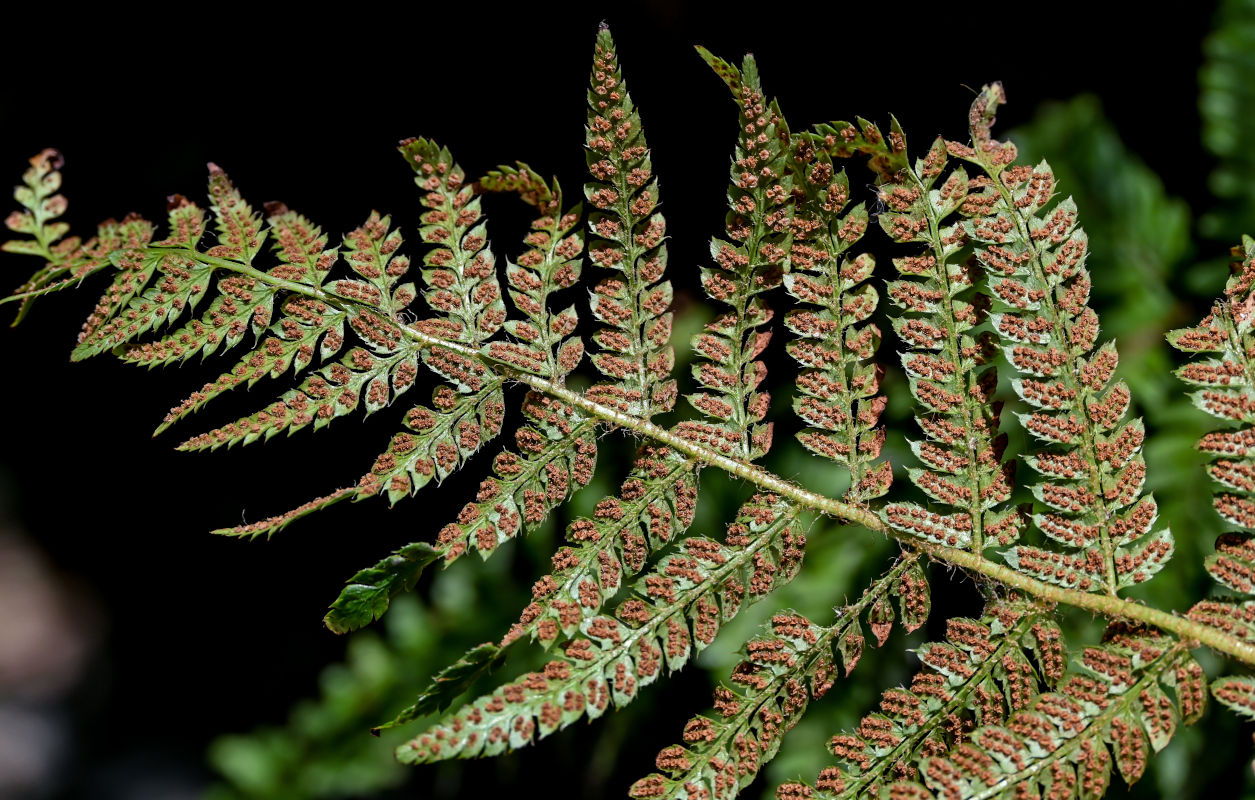 Изображение особи Polystichum setiferum.