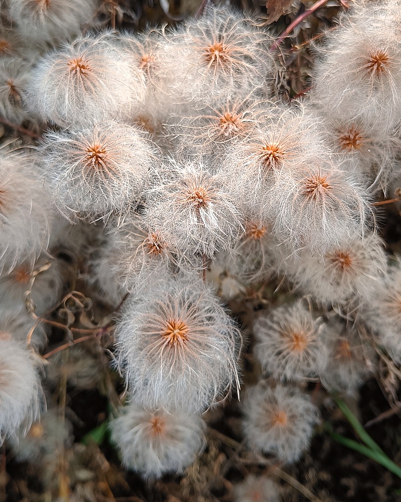 Изображение особи Clematis serratifolia.