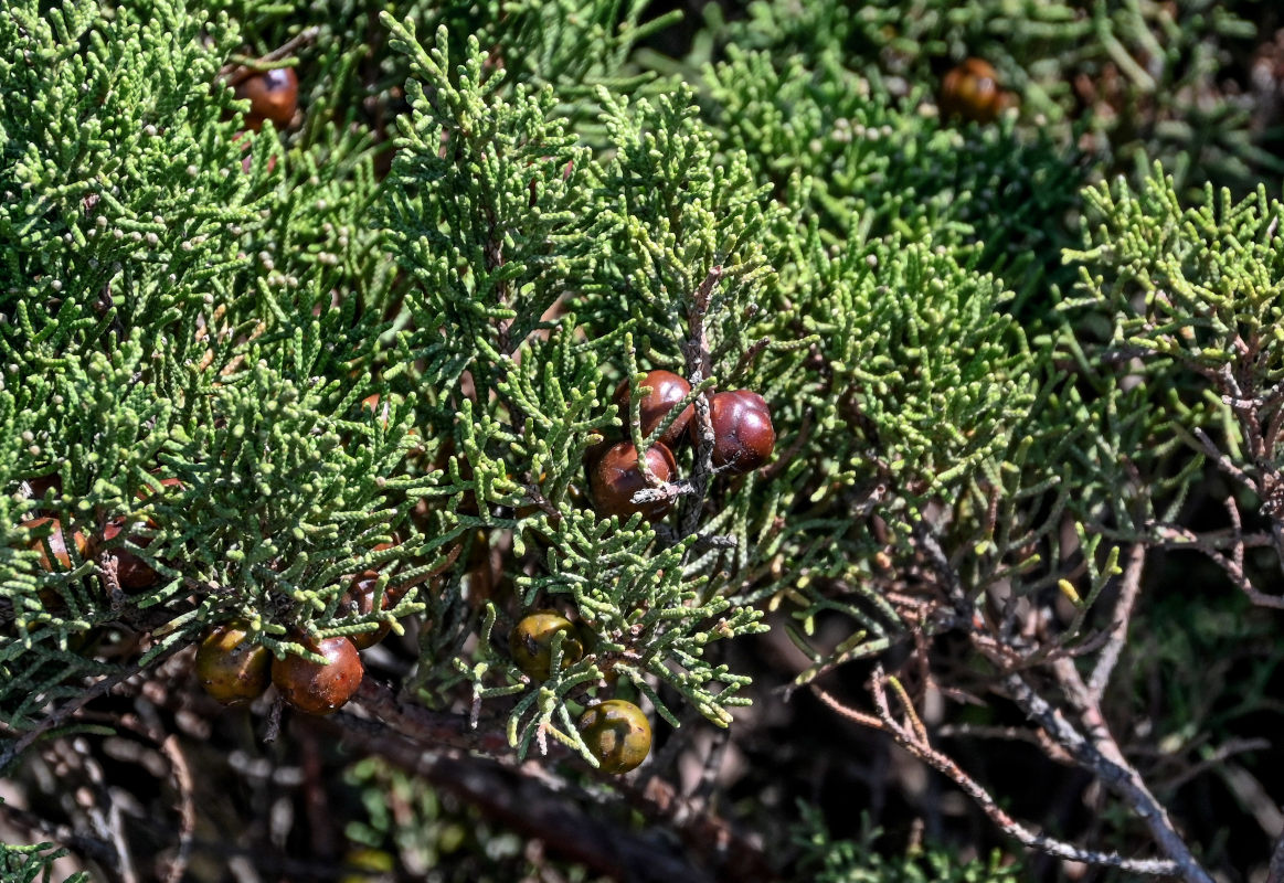 Изображение особи Juniperus phoenicea.