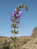 Salvia virgata. Верхушечное соцветие. Казахстан, Зап. Тянь-Шань, зап. оконечность Таласского Алатау, каньон Машат, придонная часть склона юго-зап. экспозиции. 21 сентября 2025 г.