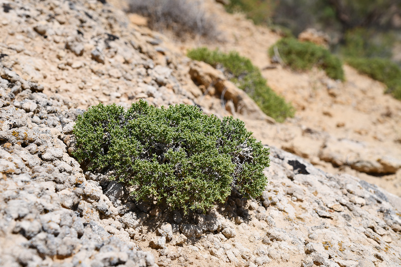 Image of Arthrophytum longibracteatum specimen.