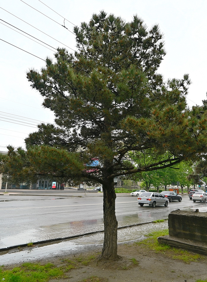 Изображение особи род Pinus.