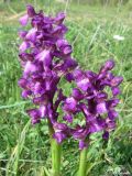 Anacamptis morio подвид caucasica. Соцветия. Крым, Байдарская долина, окр. с. Тыловое. 01.05.2010.