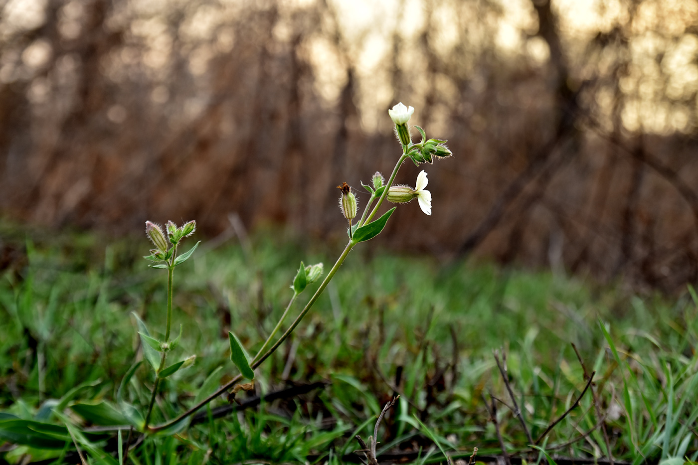 Изображение особи Melandrium astrachanicum.
