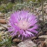 Psephellus caucasicus. Соцветие. Кабардино-Балкария, Черекский р-н, пер. Школьный, ≈ 3100 м н.у.м., щебнистая осыпь, альпийский луг. 29.07.2025.