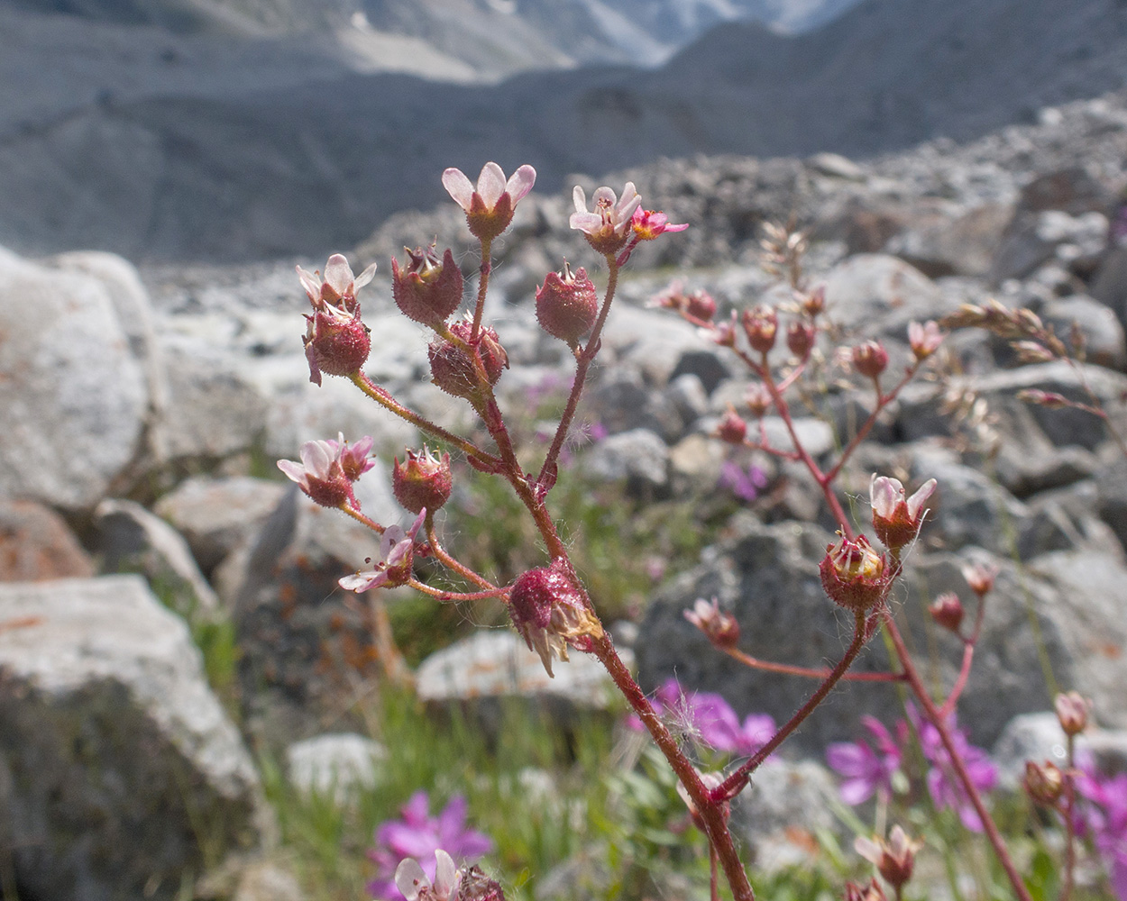 Image of Saxifraga kolenatiana specimen.