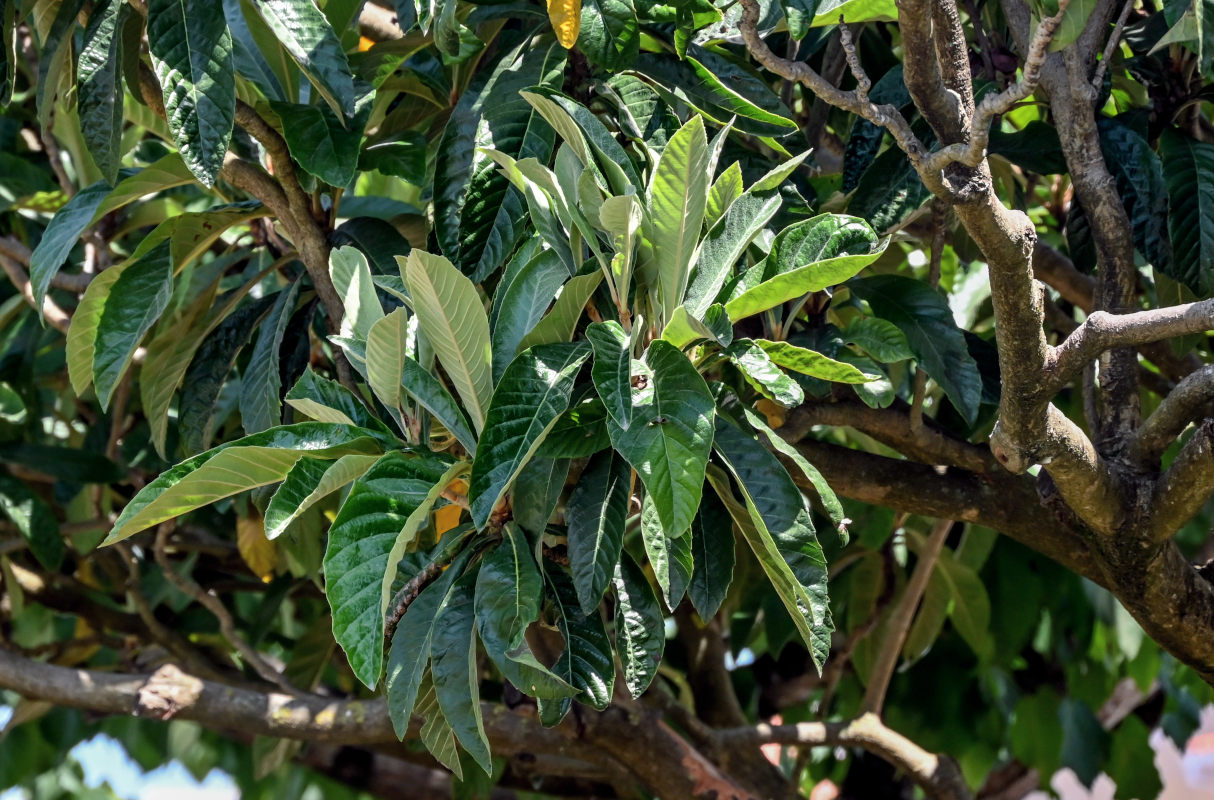 Изображение особи Eriobotrya japonica.