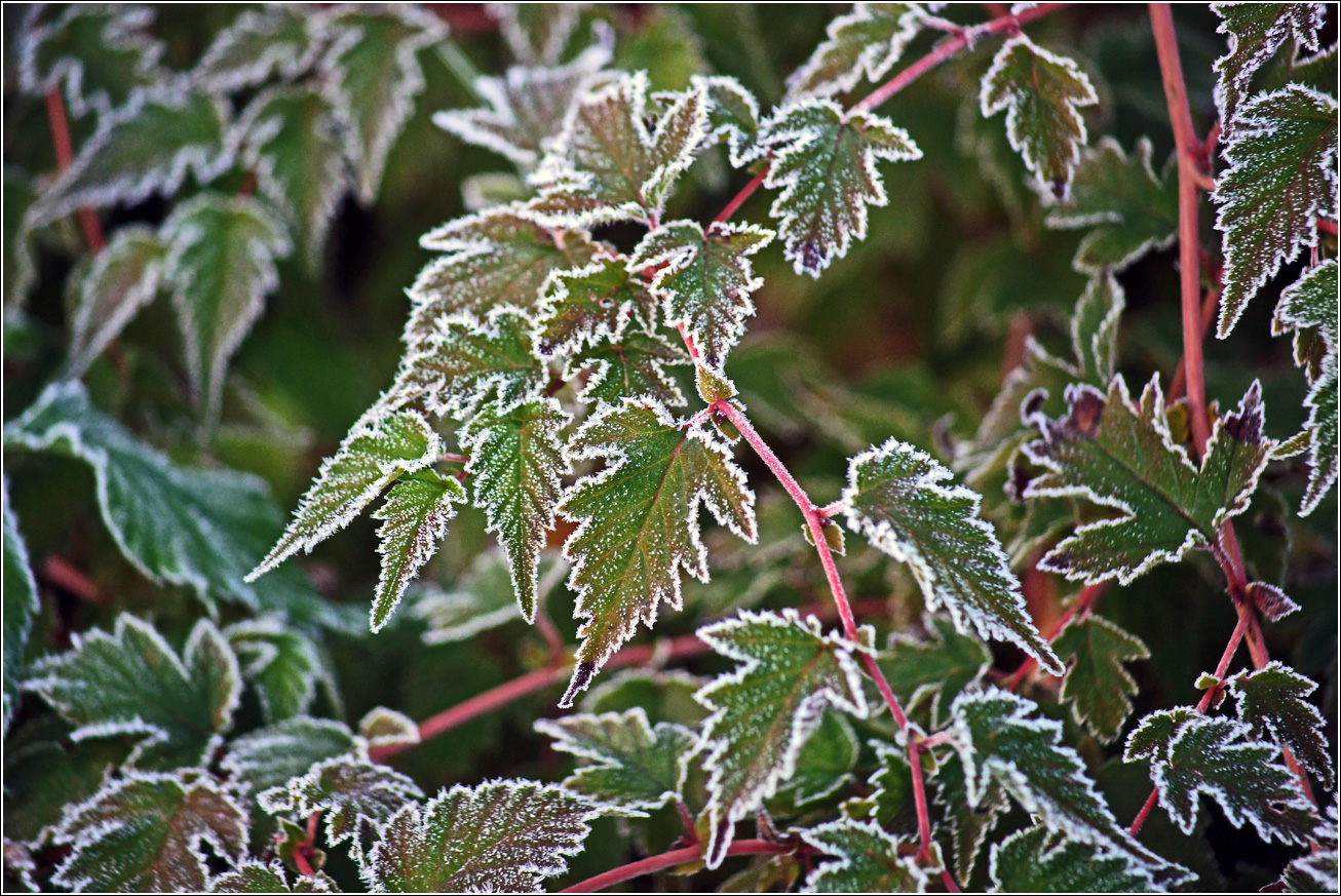 Image of Stephanandra incisa specimen.