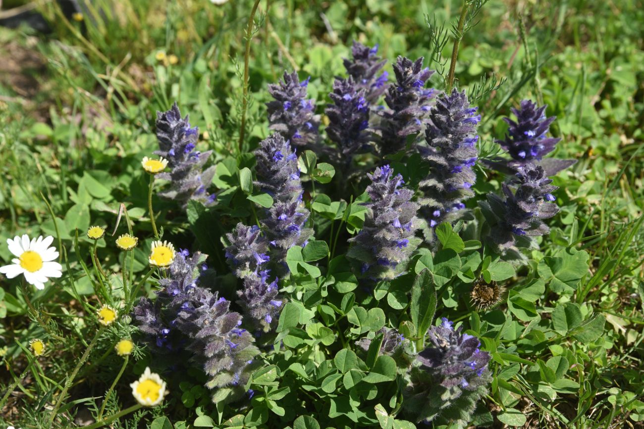 Image of Ajuga orientalis specimen.