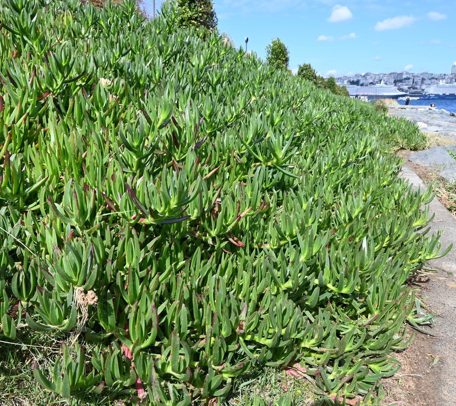Image of Carpobrotus acinaciformis specimen.