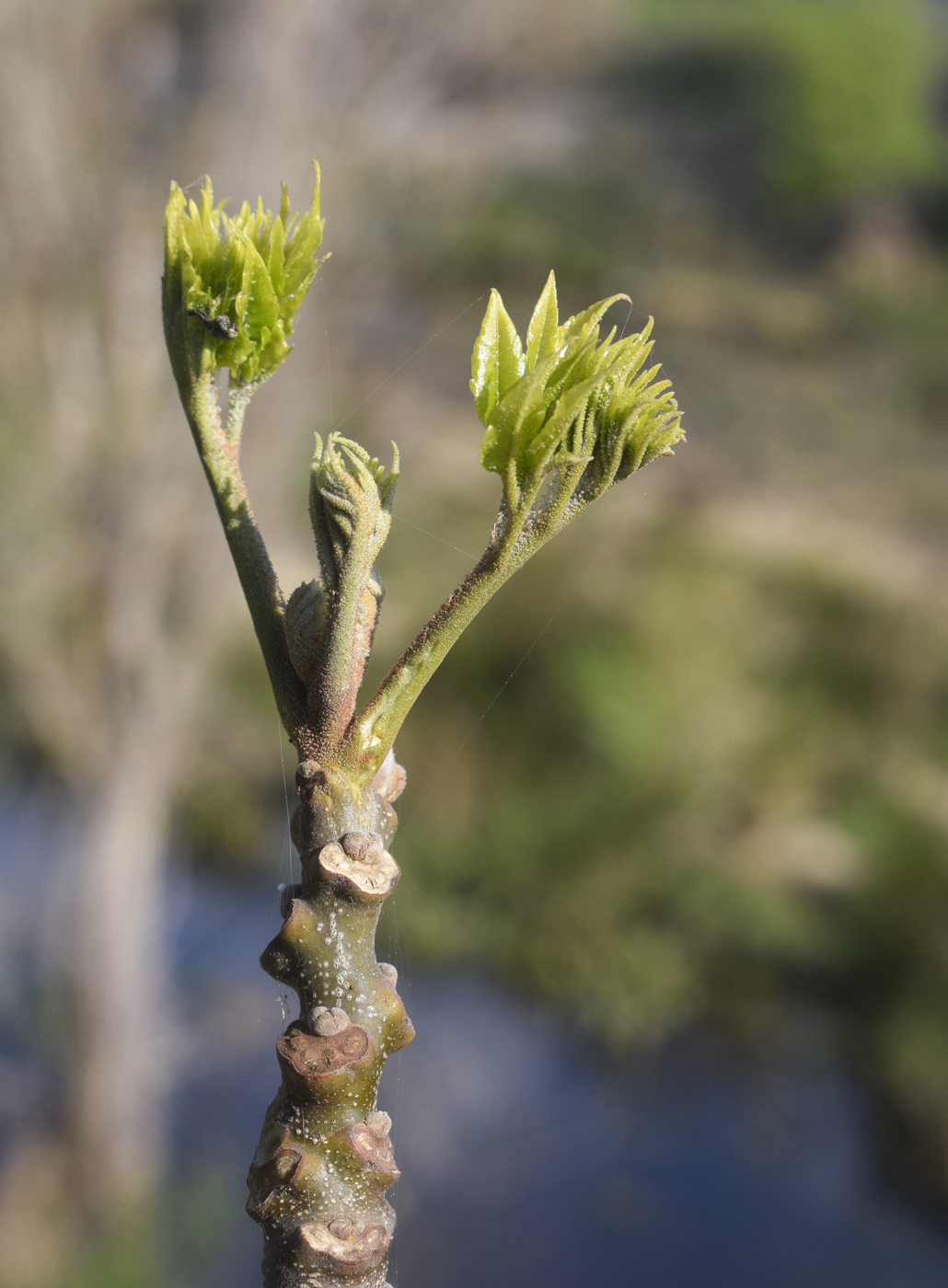 Image of Melia azedarach specimen.