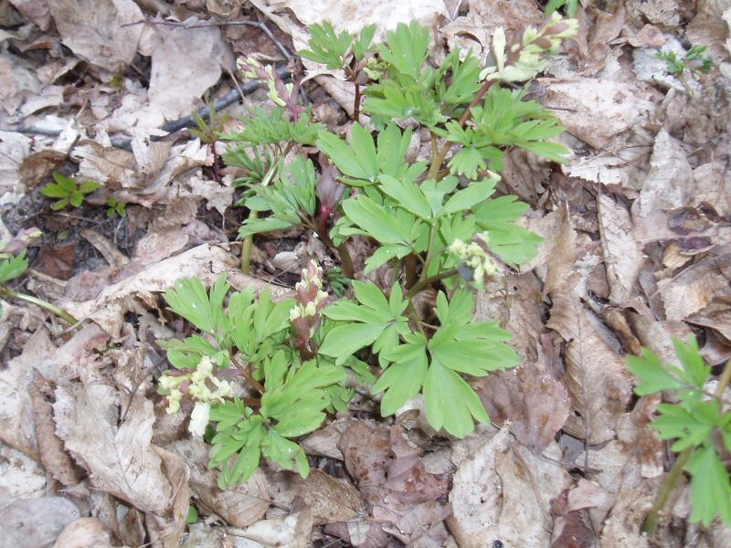 Image of Corydalis cava specimen.