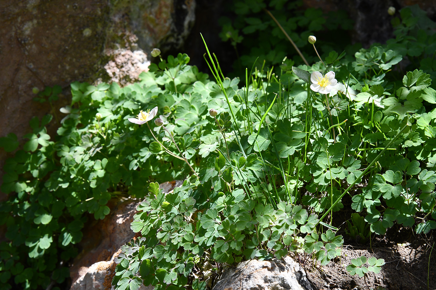 Image of Paropyrum anemonoides specimen.