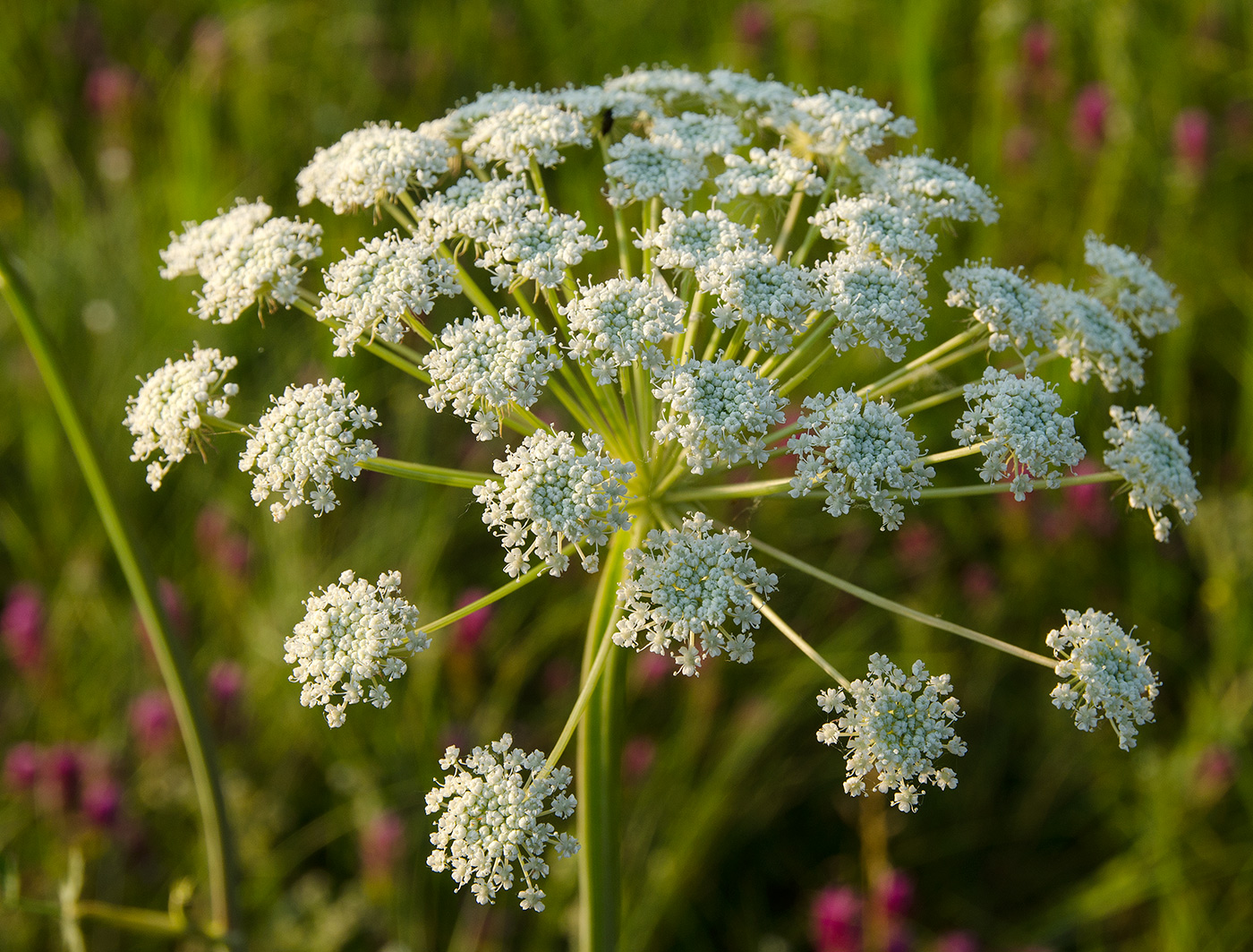 Изображение особи семейство Apiaceae.