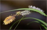 Carex acuta. Мужское и женское соцветия. Московская обл., Раменский р-н, окр. дер. Хрипань, садовый участок. 17.05.2026.