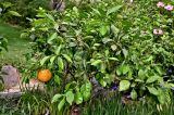 Citrus junos. Плодоносящее растение. Китай, пров. Цзянсу, г. Сучжоу, в культуре. 27.05.2025.