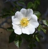 Rosa chionistrae