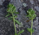 род Thymus