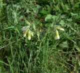 genus Onosma. Верхушка цветущего растения. Грузия, край Самцхе-Джавахети, Ахалцихский муниципалитет, 400 м от окр. с. Гуркели, левый борт р. Цинубанисцкали, выс. 1050 м н.у.м., горная степь. 8 июня 2026 г.