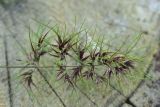 Poa bulbosa subspecies vivipara. Соцветие с проросшими выводковыми луковичками. Грузия, край Самцхе-Джавахети, Ахалцихский муниципалитет, левый борт р. Цинубанисцкали, 1,5 км выше по течению от горячего источника Цинубани, луг. 9 июня 2026 г.