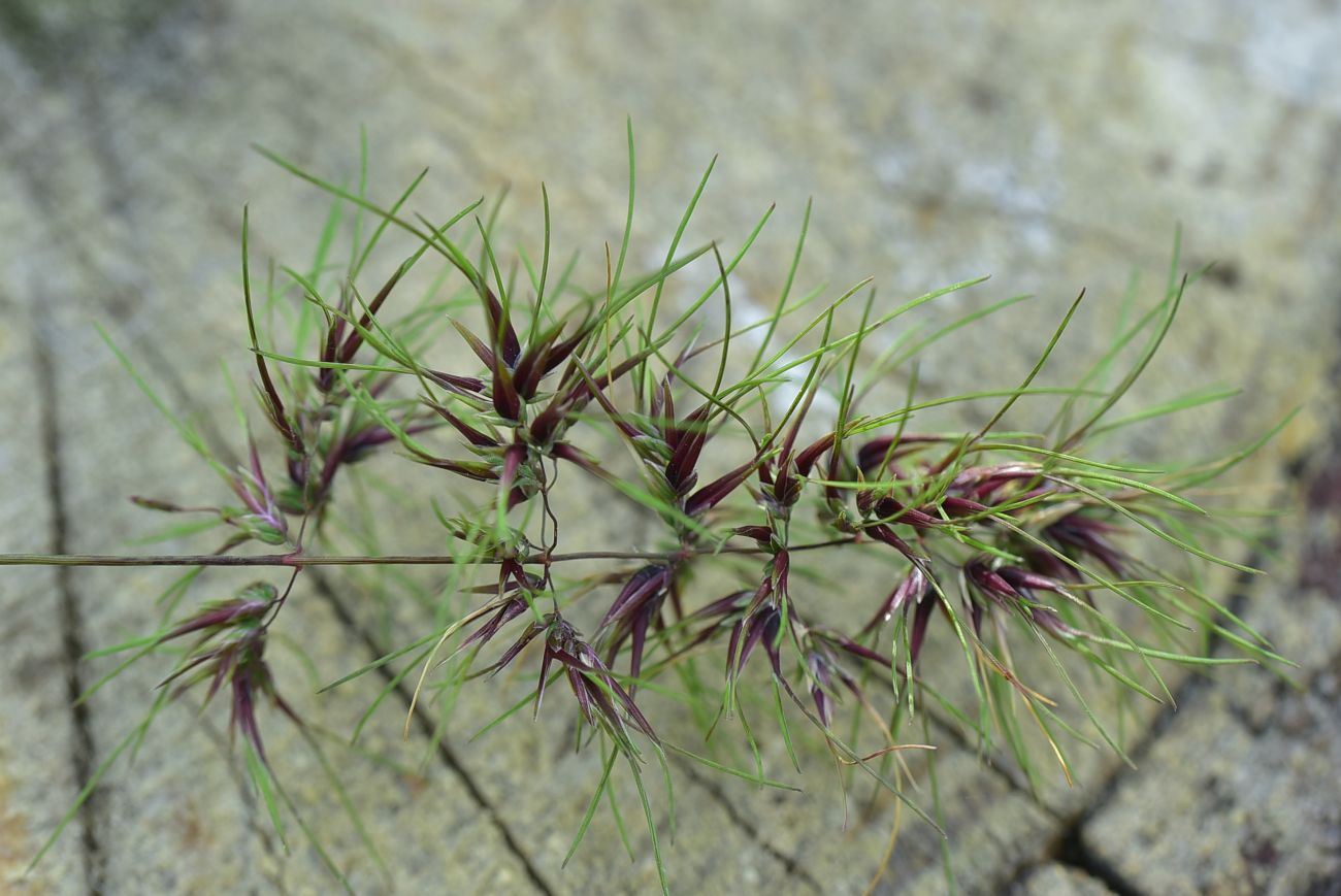 Image of Poa bulbosa ssp. vivipara specimen.