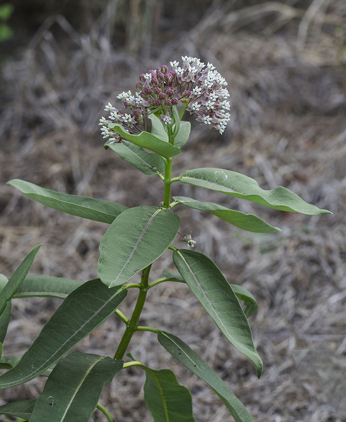 Image of Asclepias syriaca specimen.