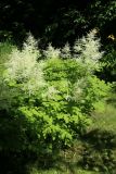 Aruncus sylvestris. Цветущие растения. Ленинградская обл., Кировский р-н, пос. Дачное, дол. р. Мга, дачный участок, в культуре. 19.06.2026.