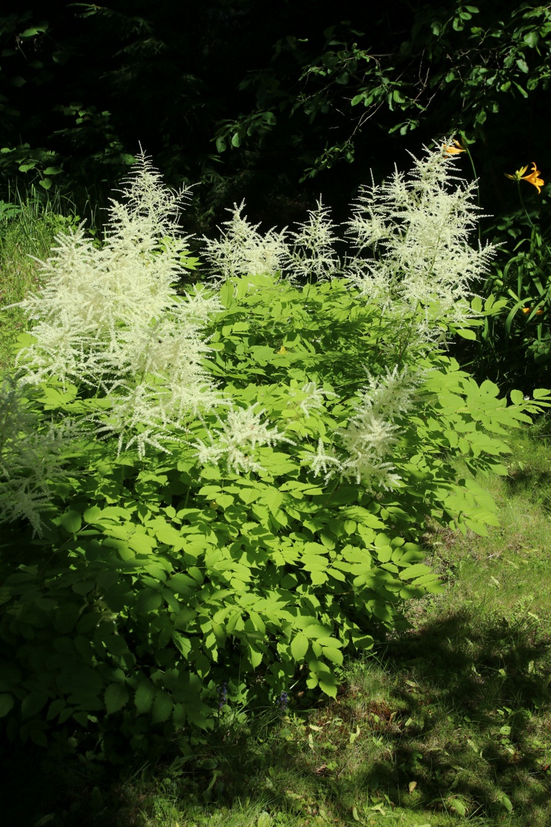 Изображение особи Aruncus sylvestris.