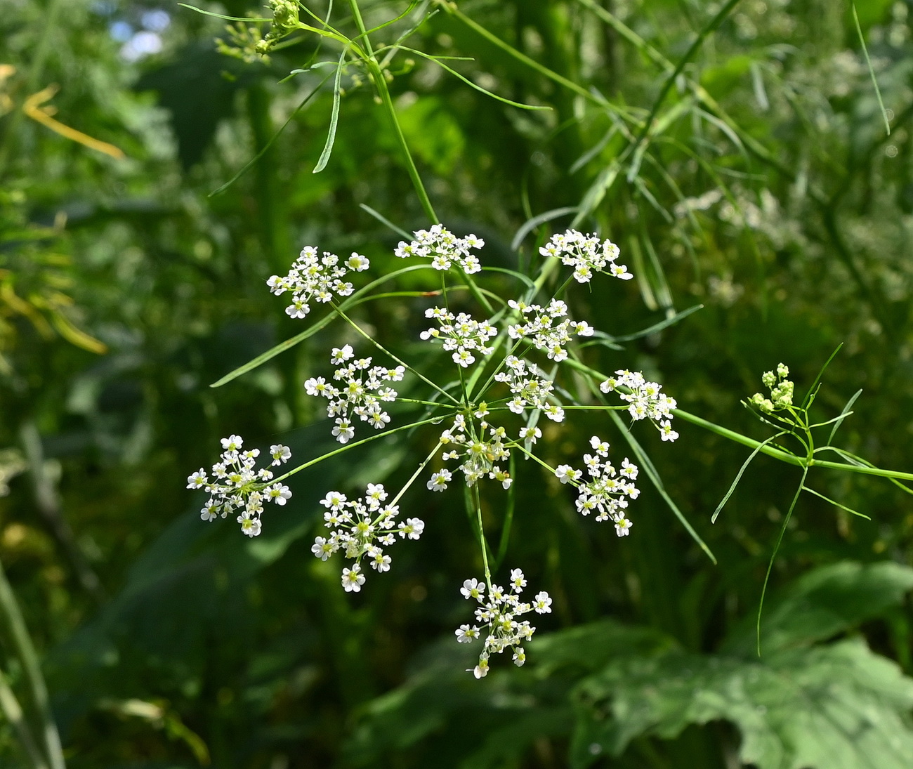 Image of Chaerophyllum bulbosum specimen.
