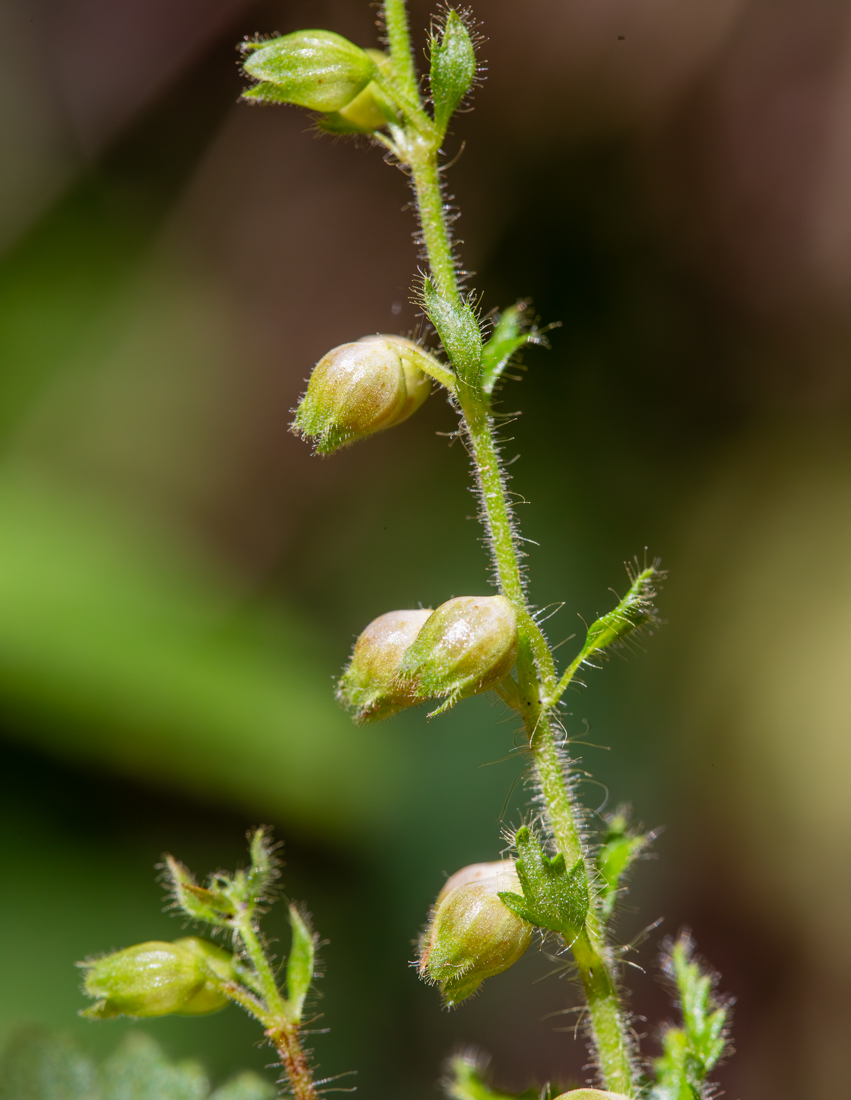 Image of Teucrium maximowiczii specimen.