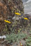 род Anthemis