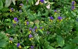 Смотреть изображение Melampyrum nemorosum