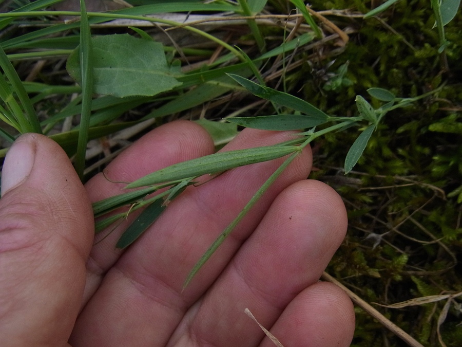 Изображение особи Lathyrus cicera.