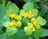 Chrysosplenium alternifolium