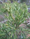Juniperus virginiana