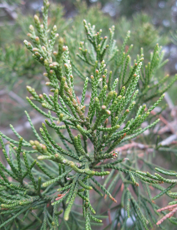 Изображение особи Juniperus virginiana.