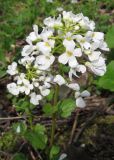 Pachyphragma macrophyllum. Соцветие. Адыгея, р-н Азишского пер., выс. 1500 н.у.м. 13.05.2011.