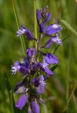 Polygala vulgaris
