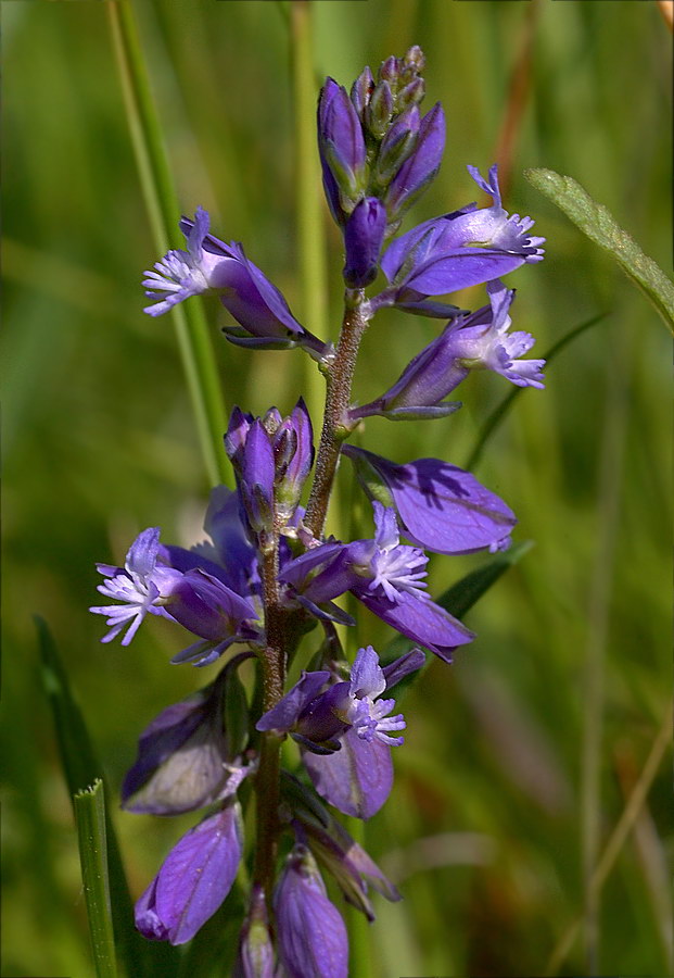 Image of Polygala vulgaris specimen.