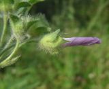 Malva sylvestris