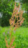 genus Rumex