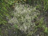 Gypsophila paniculata