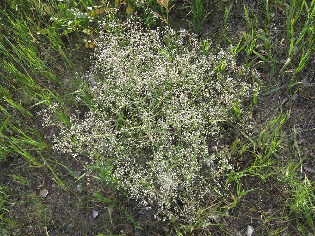 Image of Gypsophila paniculata specimen.