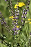 Salvia virgata. Соцветие. Южный Казахстан, хр. Боролдайтау, ущ. Кокбулак. 11.06.2008.