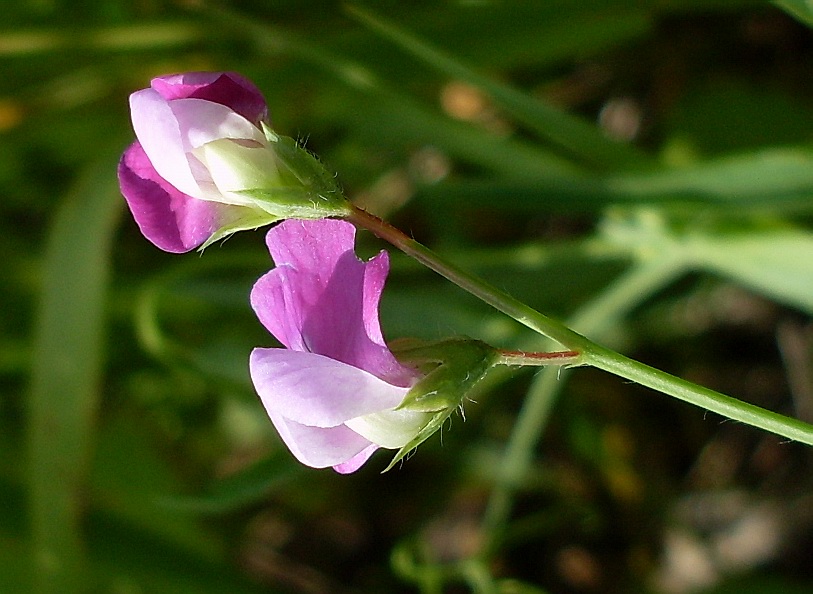 Изображение особи Lathyrus hirsutus.