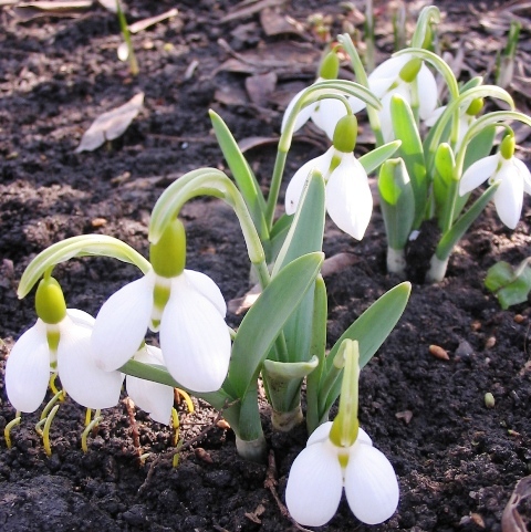 Image of Galanthus elwesii specimen.