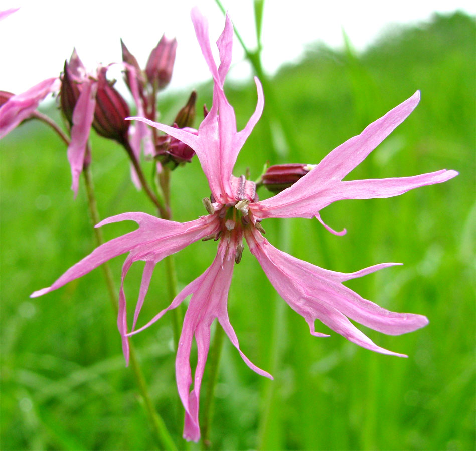 Изображение особи Coccyganthe flos-cuculi.